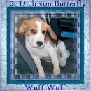 Beagle Butterfly