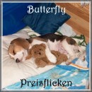 Beagle Butterfly