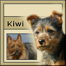 Kiwi, der Australian Terrier