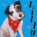 Parson Russell Terrier Lilly