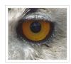 The Eye