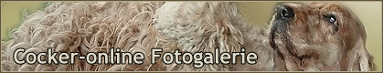 3 Cocker-Online Fotogalerie